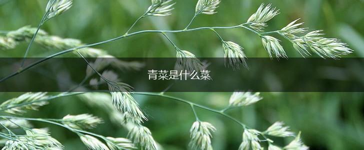 青菜是什么菜,第1张