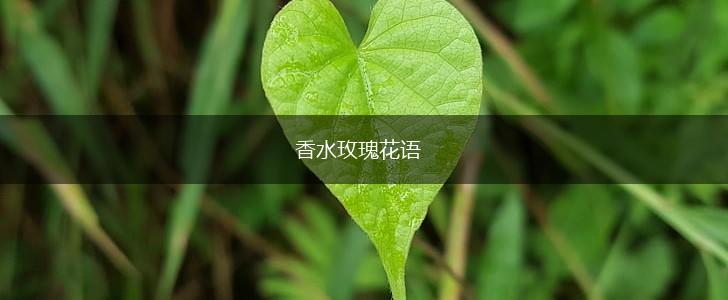 香水玫瑰花语,第1张