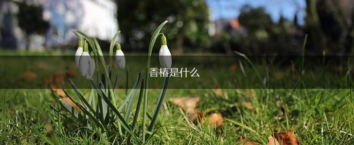 香椿是什么,第1张