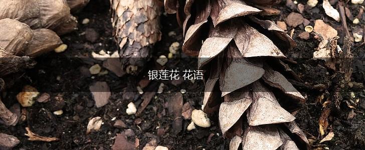 银莲花 花语,第1张