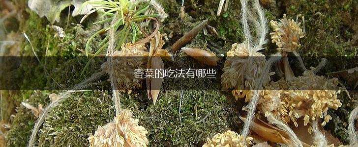 香菜的吃法有哪些,第1张