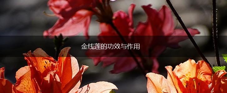 金线莲的功效与作用,第1张