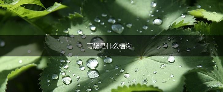 青黛是什么植物,第1张