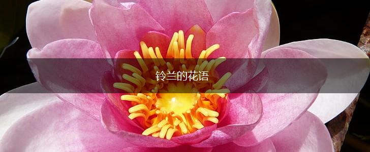 铃兰的花语,第1张