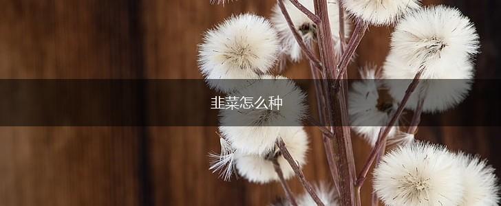韭菜怎么种,第1张