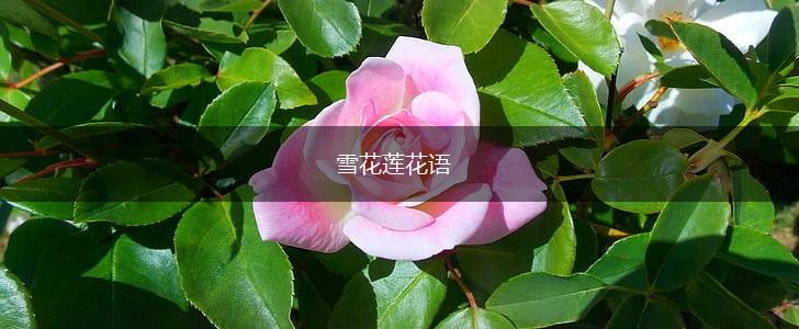 雪花莲花语,第1张