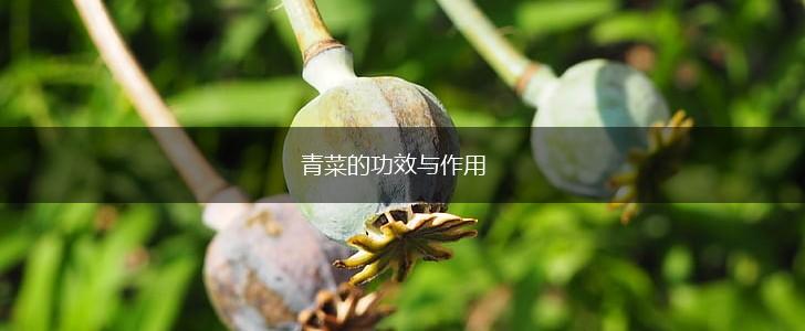 青菜的功效与作用,第1张