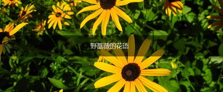 野蔷薇的花语,第1张