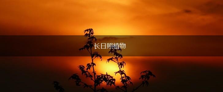 长日照植物,第1张
