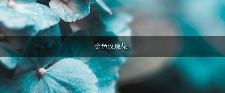 金色玫瑰花,第1张