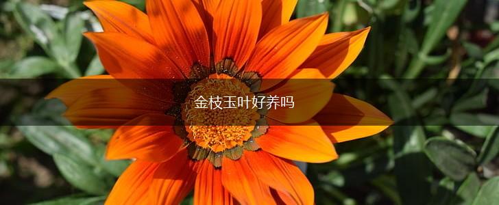 金枝玉叶好养吗,第1张