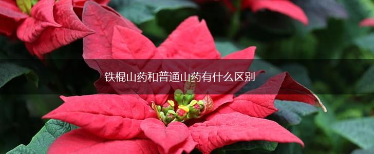 铁棍山药和普通山药有什么区别,第1张
