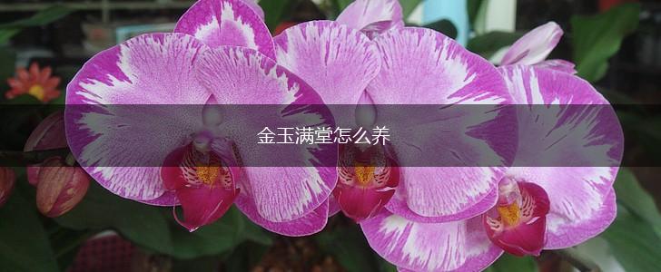 金玉满堂怎么养,第1张