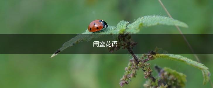 闺蜜花语,第1张