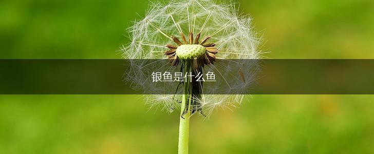 银鱼是什么鱼,第1张