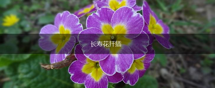 长寿花扦插,第1张