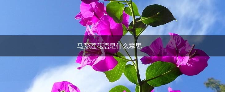 马蹄莲花语是什么意思,第1张