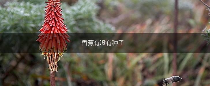 香蕉有没有种子,第1张