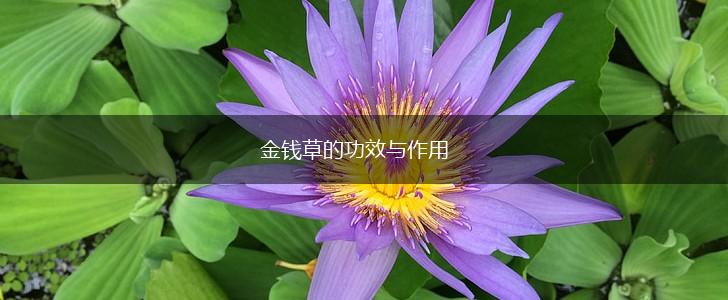 金钱草的功效与作用,第1张