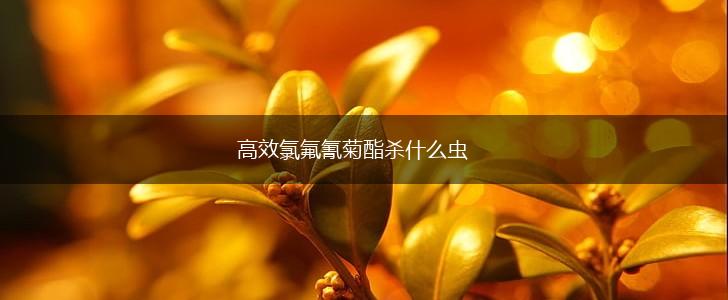 高效氯氟氰菊酯杀什么虫,第1张