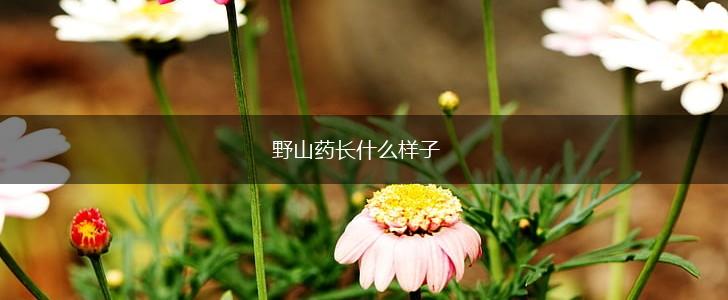 野山药长什么样子,第1张