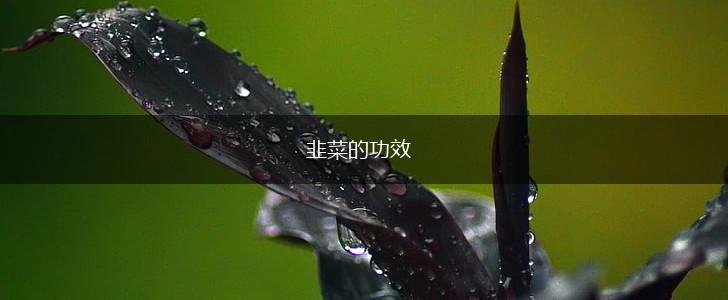 韭菜的功效,第1张