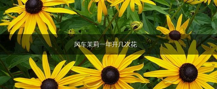 风车茉莉一年开几次花,第1张