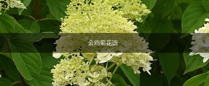 金鸡菊花语,第1张