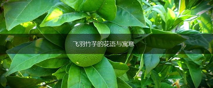 飞羽竹芋的花语与寓意,第1张