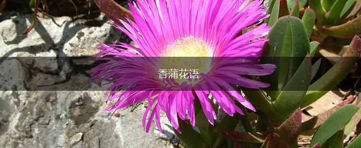 香蒲花语,第1张