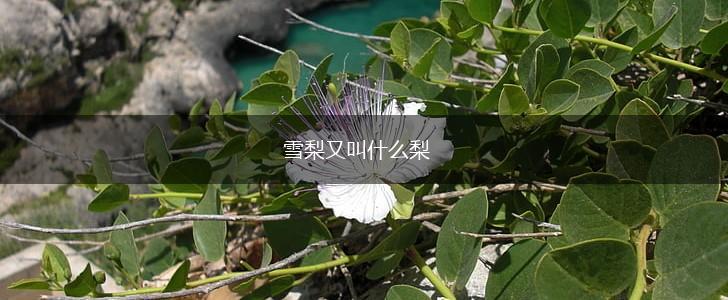 雪梨又叫什么梨,第1张