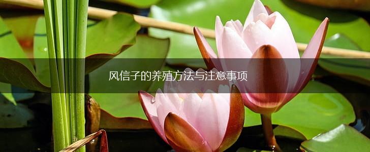 风信子的养殖方法与注意事项,第1张