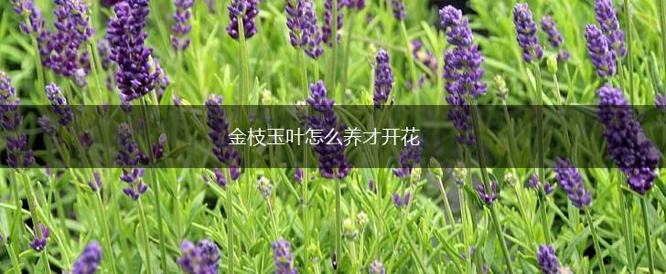 金枝玉叶怎么养才开花,第1张