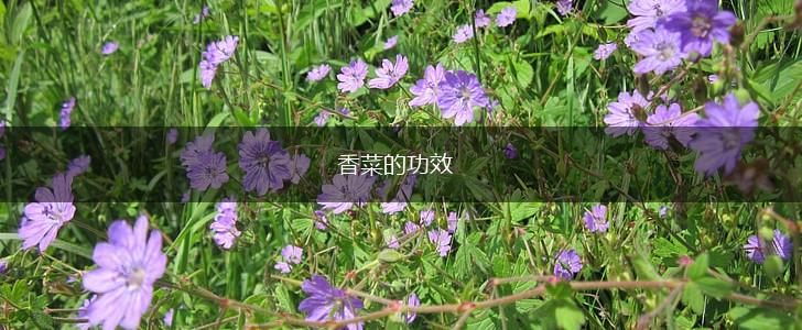 香菜的功效,第1张