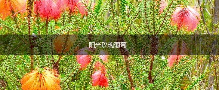 阳光玫瑰葡萄,第1张