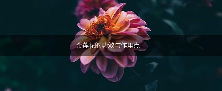 金莲花的功效与作用点,第1张