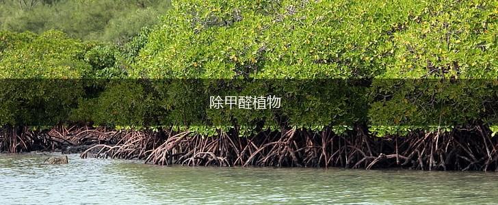 除甲醛植物,第1张