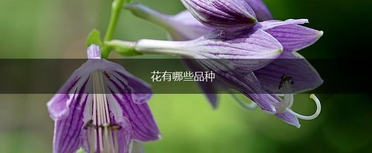 花有哪些品种,第1张