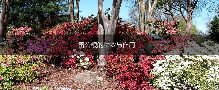 雷公根的功效与作用,第1张