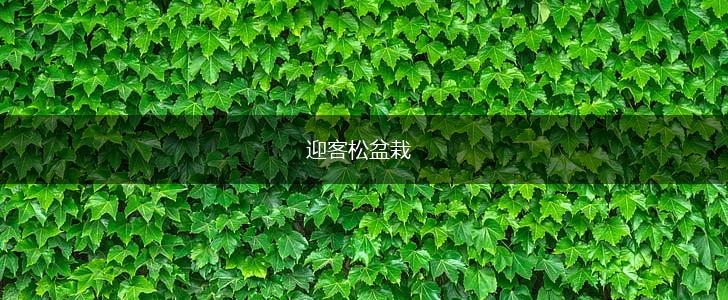 迎客松盆栽,第1张