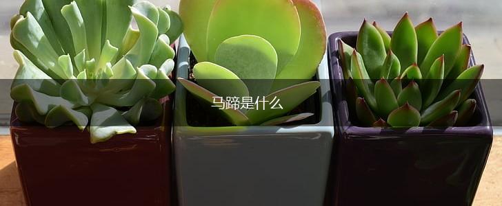 马蹄是什么,第1张