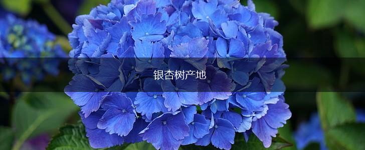 银杏树产地,第1张