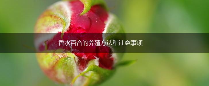 香水百合的养殖方法和注意事项,第1张