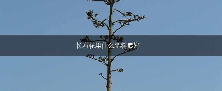 长寿花用什么肥料最好,第1张