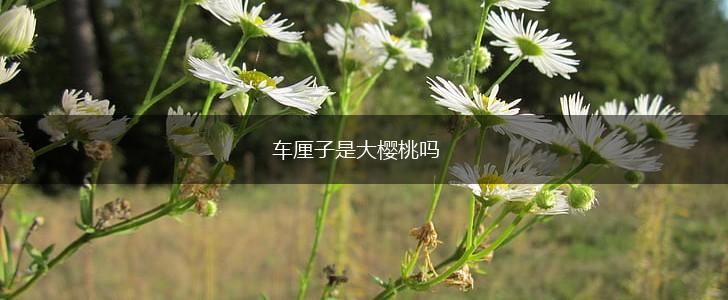 车厘子是大樱桃吗,第1张