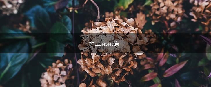 雪兰花花语,第1张