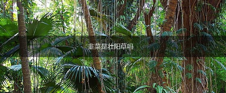 韭菜是壮阳草吗,第1张