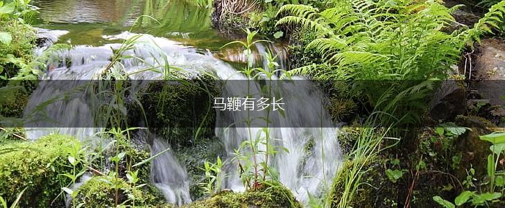 马鞭有多长,第1张
