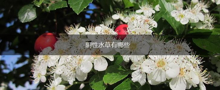阴性水草有哪些,第1张