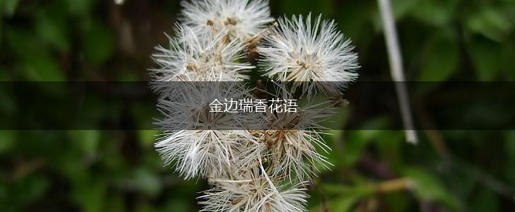金边瑞香花语,第1张